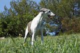 GREYHOUND 040